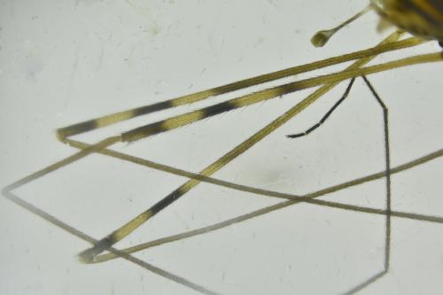 Réf. 353 511 : Limonia nubeculosa